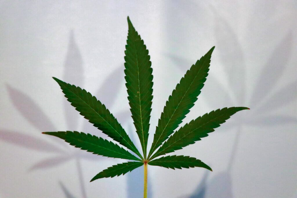 Cannabis leaf logo design