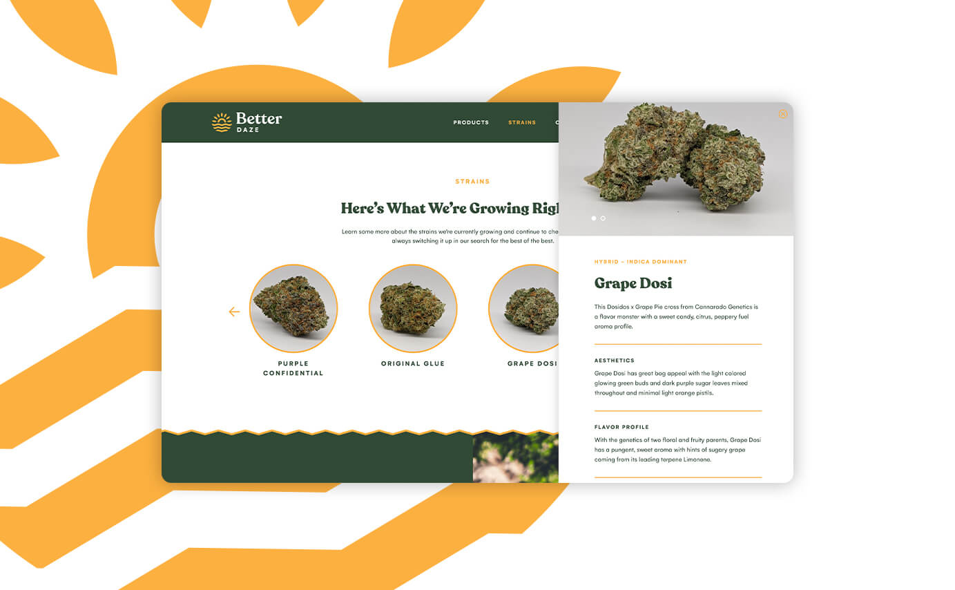 Better Daze Cannabis Website Design - Strain Detail Section