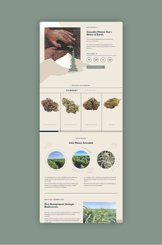 Pacific & Pine Cannabis Website Design Desktop