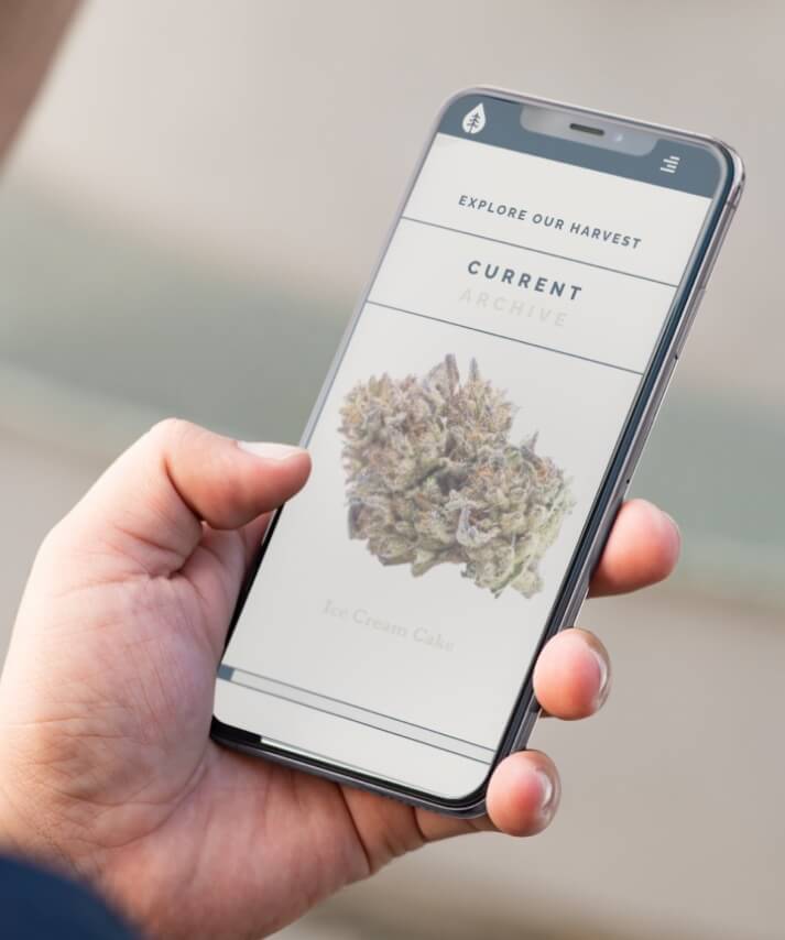 Pacific & Pine Cannabis Website Design Mobile