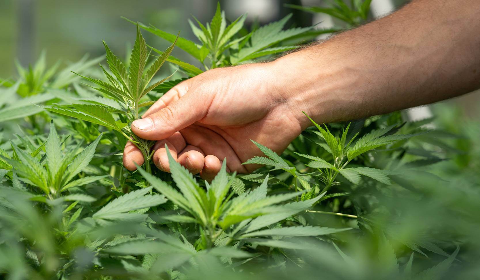 High Times Dispensary Cannabis Cultivation