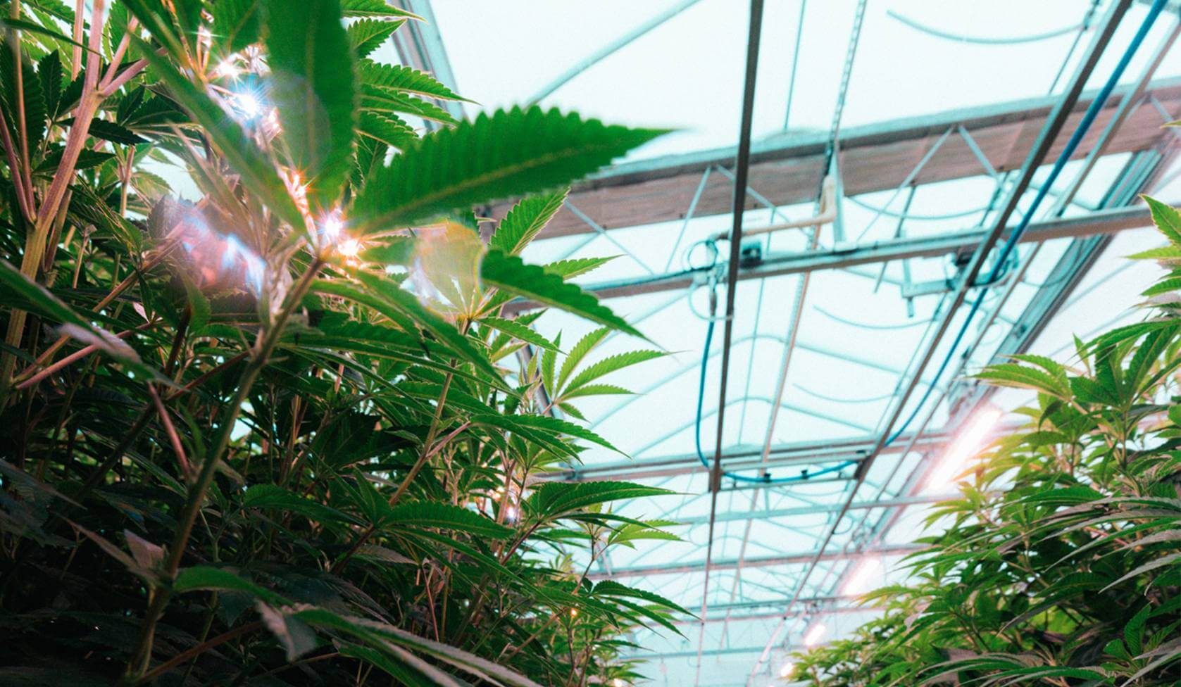 Daybreak Cannabis Branding - Cultivation Facility