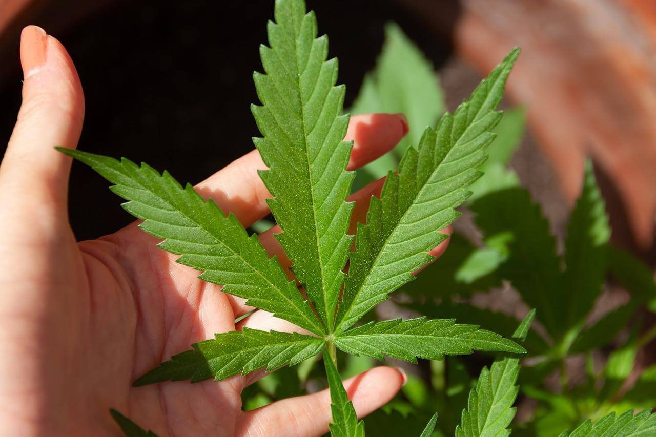 Hand holding cannabis leaf