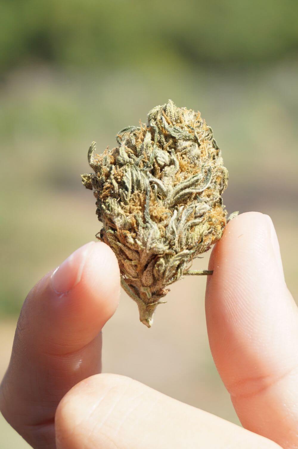 Holding a cannabis nug